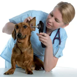 OTOSCOPE NUMERIQUE VIDEO VETERINAIRE