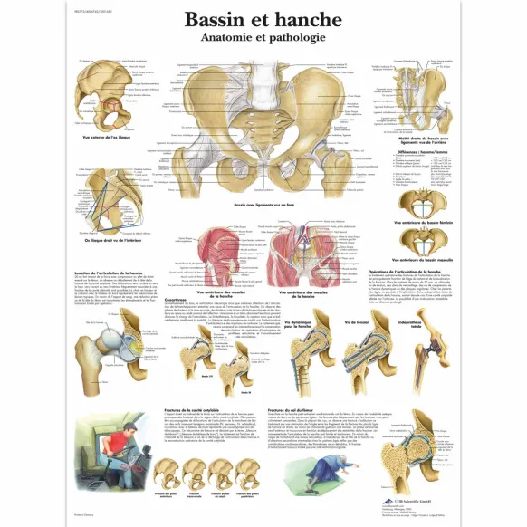 PLANCHES ANATOMIQUES BASSIN ET HANCHE