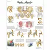 PLANCHES ANATOMIQUES BASSIN ET HANCHE
