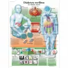 PLANCHES ANATOMIQUES LE DIABETE