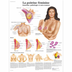 PLANCHES ANATOMIQUES POITRINE FEMININE