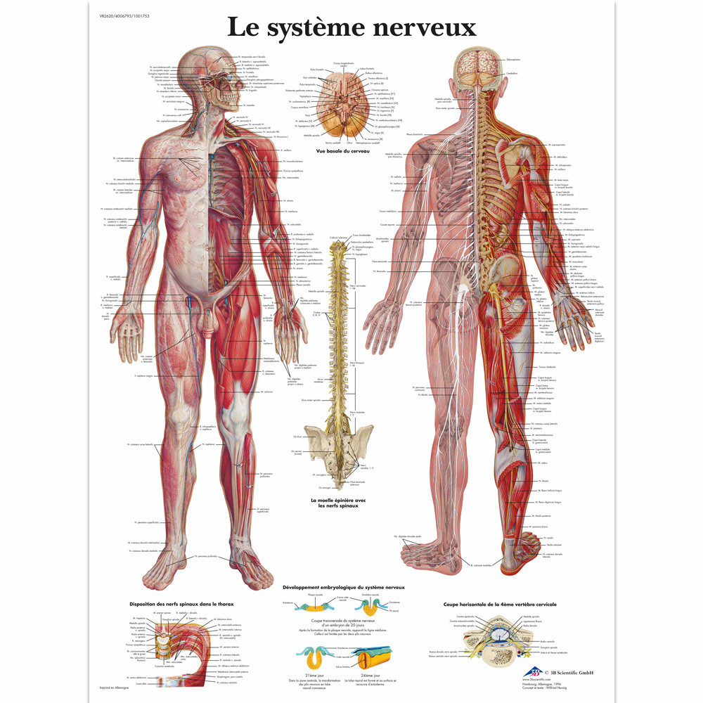 Modèle Anatomique De Corps Humain Dans Le Bureau Image stock