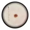 DERMATOSCOPE DERMA30 AVEC ADAPTATEUR UNIVERSEL
