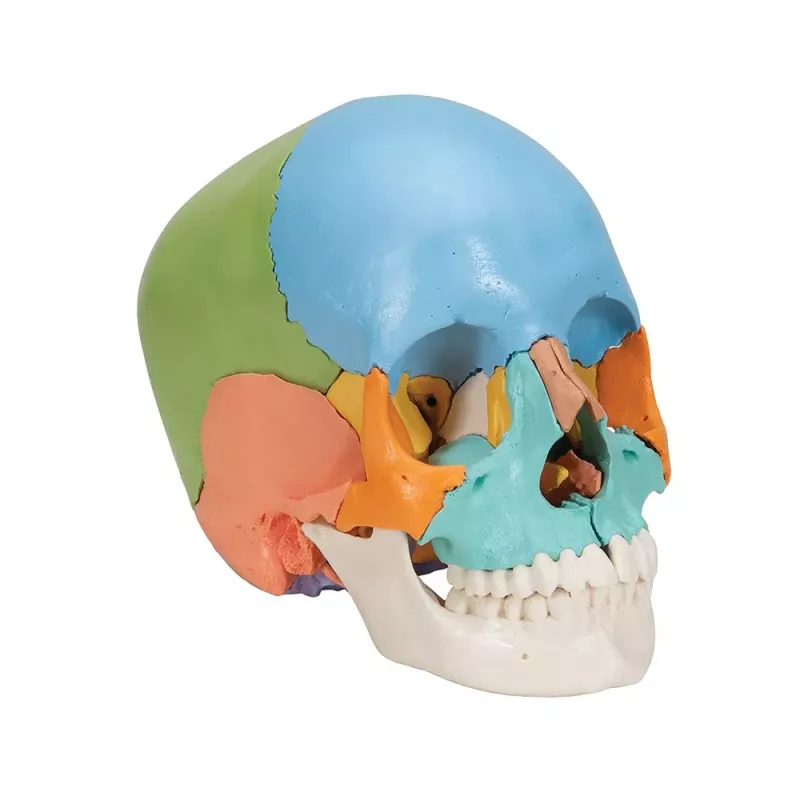 CRÂNE ARTICULÉ 22 PIÈCES CRÂNE ARTICULÉ 22 PIÈCES