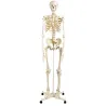 SQUELETTE CLASSIQUE SUR SUPPORT TAILLE RÉELLE 3B SCIENTIFIC - sur support à roulettes